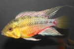 Hongsloi